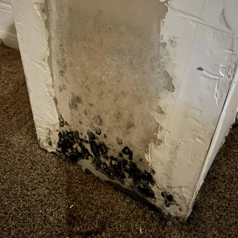 Professional Mold Removal in Chelan County, WA